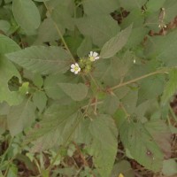 Melochia corchorifolia L.